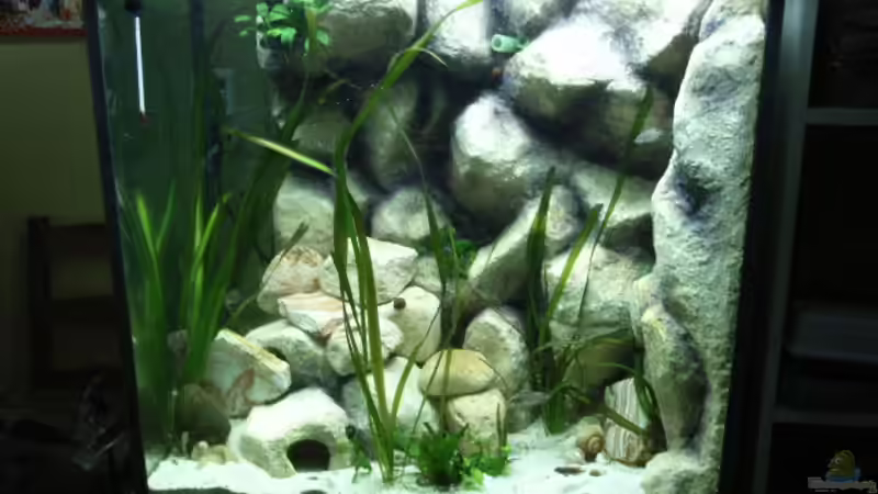 Aquarium Hauptansicht von Becken 7433 von Oliver Czaika (1)