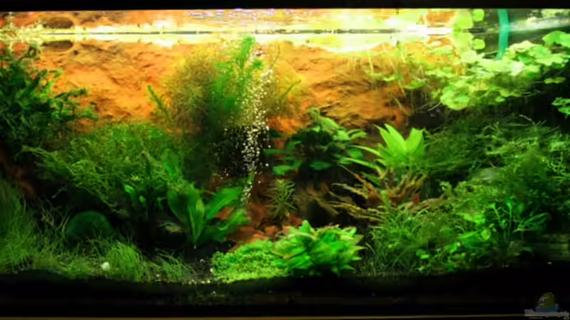 Aquarium Hauptansicht von Becken 7442 von Molle (1)