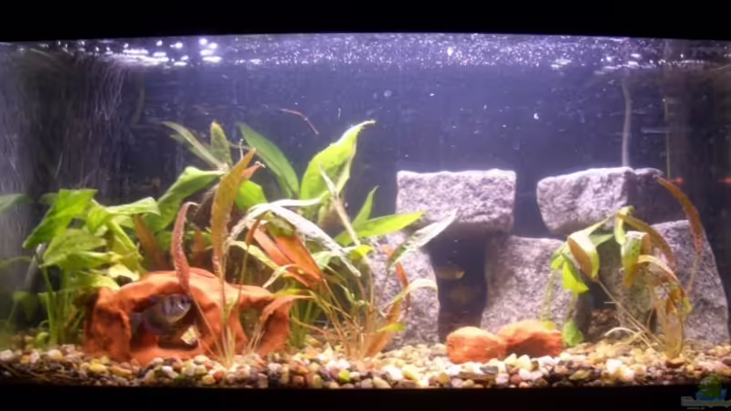 Aquarium Hauptansicht von Becken 7459 von Björn Esser (1)