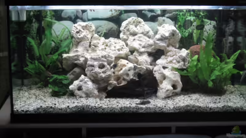 Aquarium Hauptansicht von Becken 7460
