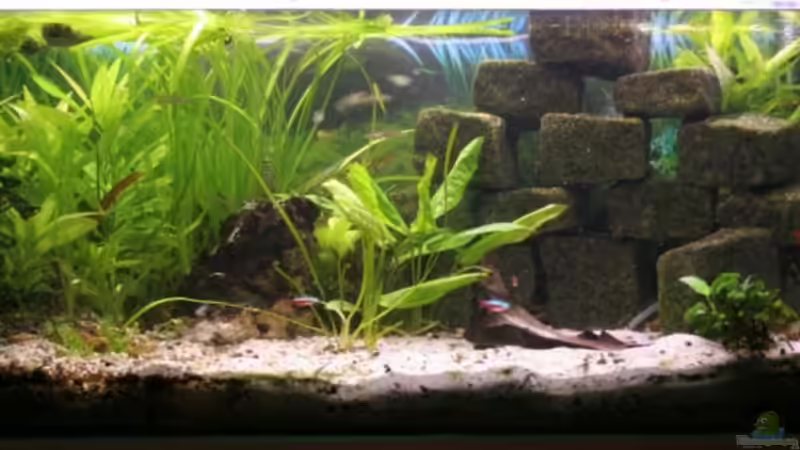 Aquarium Hauptansicht von Becken 7466