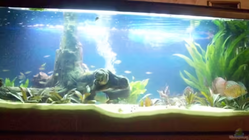 Aquarium Hauptansicht von Becken 7480