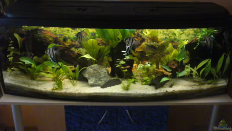 Aquarium Hauptansicht von Becken 7498 von Matthias Reiff (1)