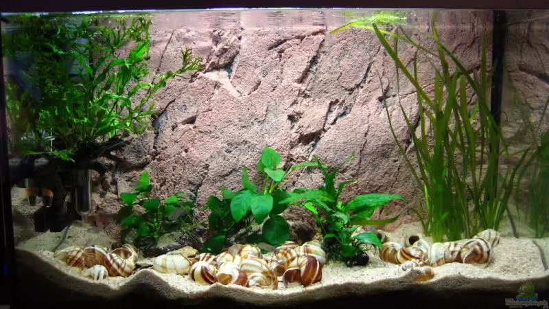 Aquarium Hauptansicht von Becken 7503 von André Martin (1)