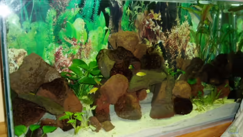 Aquarium Hauptansicht von Becken 7528 von sirlasso (1)