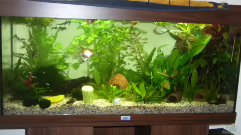 Aquarium Hauptansicht von Becken 7551 von Joernfie (1)