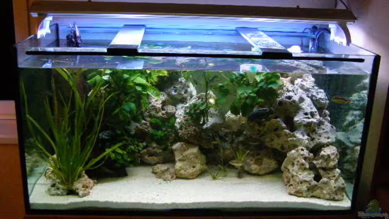 Aquarium Hauptansicht von Becken 7555 von kittim (1)