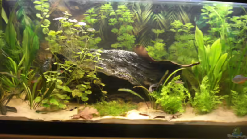 Aquarium Hauptansicht von Becken 7566