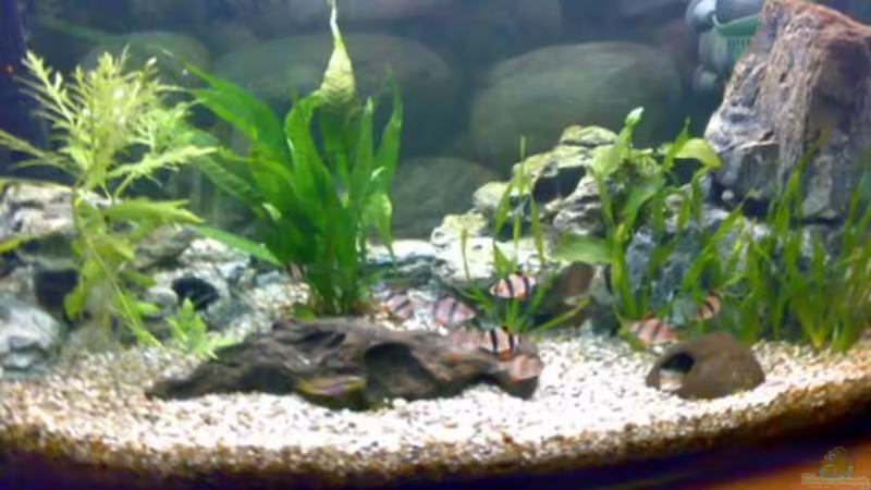 Aquarium Hauptansicht von Becken 7575 von Peter Tiede (1)