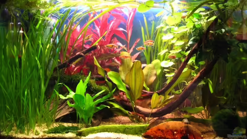 Aquarium Hauptansicht von Becken 7584 von André Martin (1)