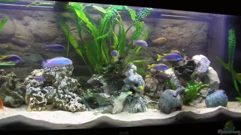 Aquarium Hauptansicht von Becken 7645