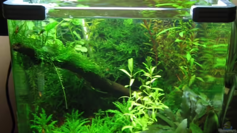 Aquarium Hauptansicht von Becken 7665 Nur noch als Beispiel