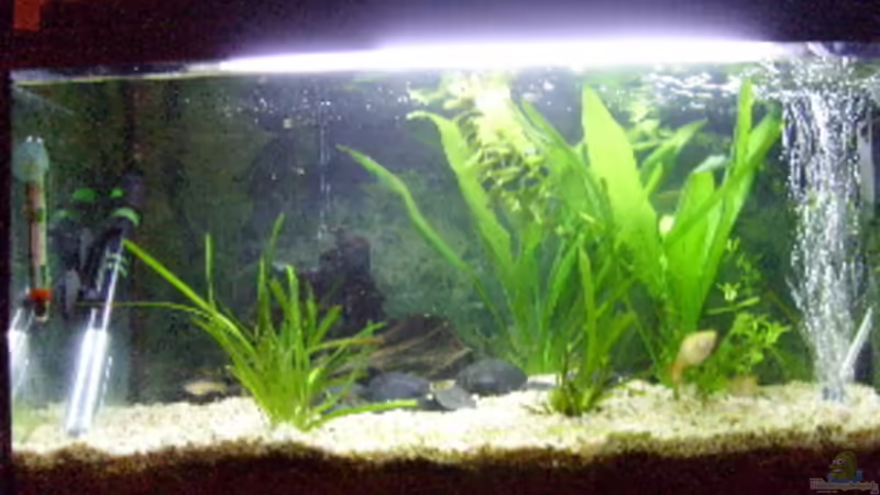 Aquarium Hauptansicht von Becken 7687