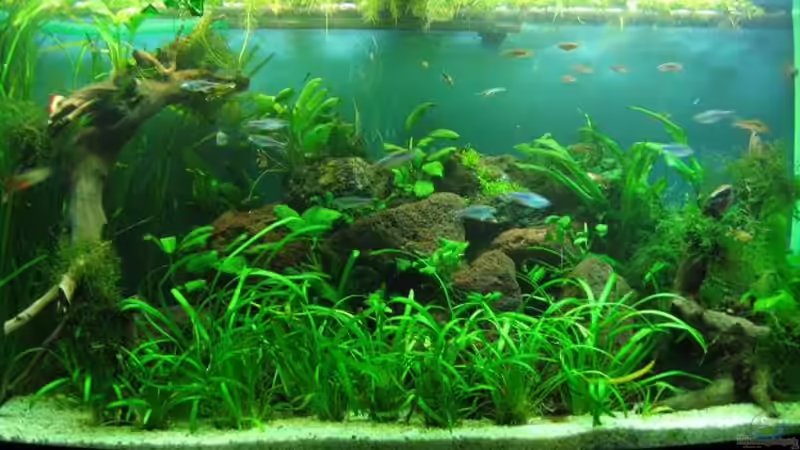 Aquarium Hauptansicht von Becken 7715 von Marcus Bendzulla (1)