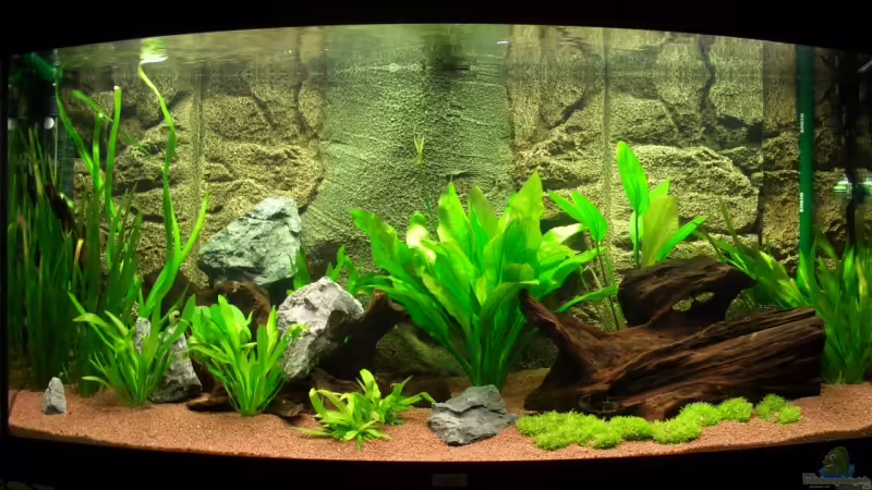 Aquarium Hauptansicht von Becken 7721 von Marc (1)