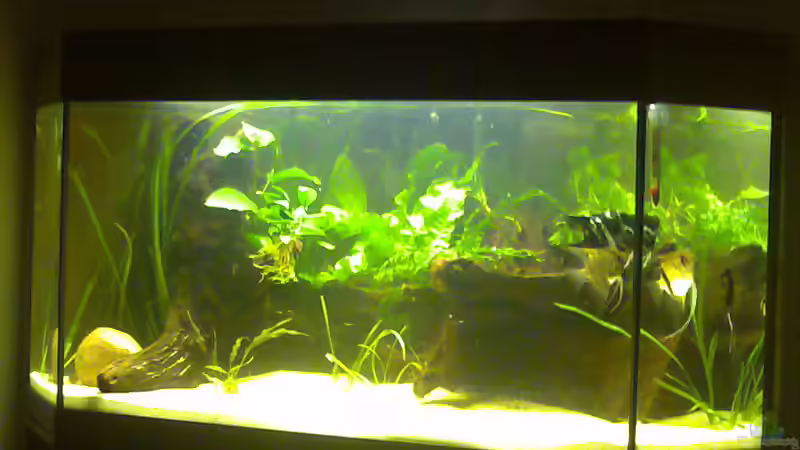 Aquarium Hauptansicht von Becken 775