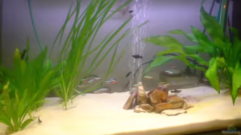 Aquarium Hauptansicht von Becken 7767