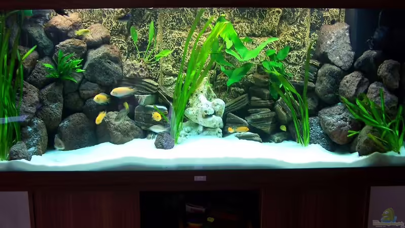 Aquarium Hauptansicht von Becken 7768