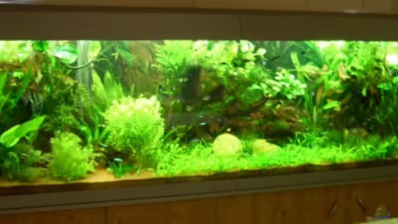 Aquarium Hauptansicht von Becken 7786 von Klausimausi