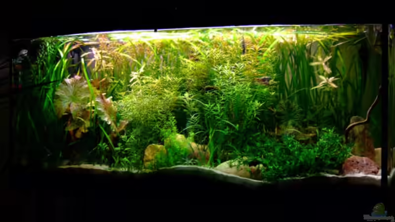 Aquarium Hauptansicht von Becken 7809