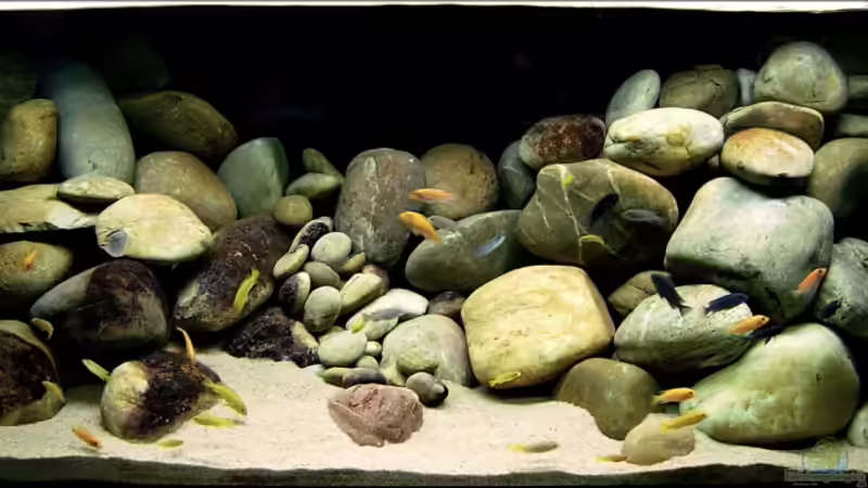 Aquarium Hauptansicht von Becken 7821