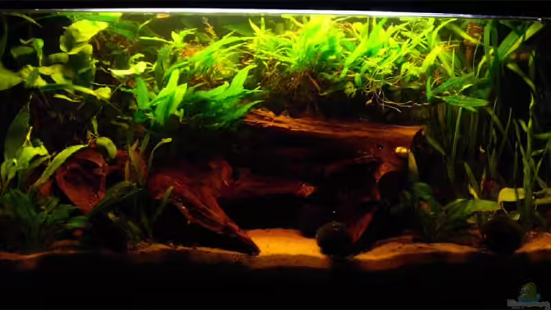 Aquarium Hauptansicht von Becken 791