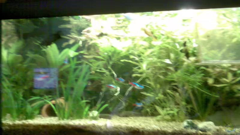 Aquarium Hauptansicht von Becken 7921 von WELSFAN!))$ (1)