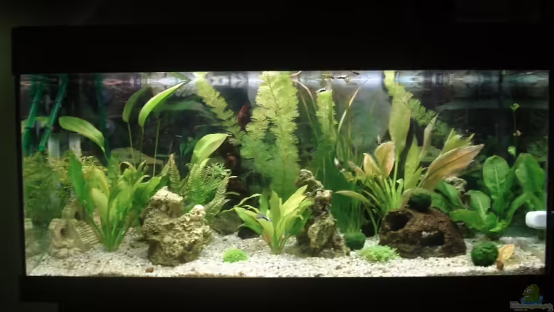 Aquarium Hauptansicht von Becken 7956 von Klaus Pempelfort (1)