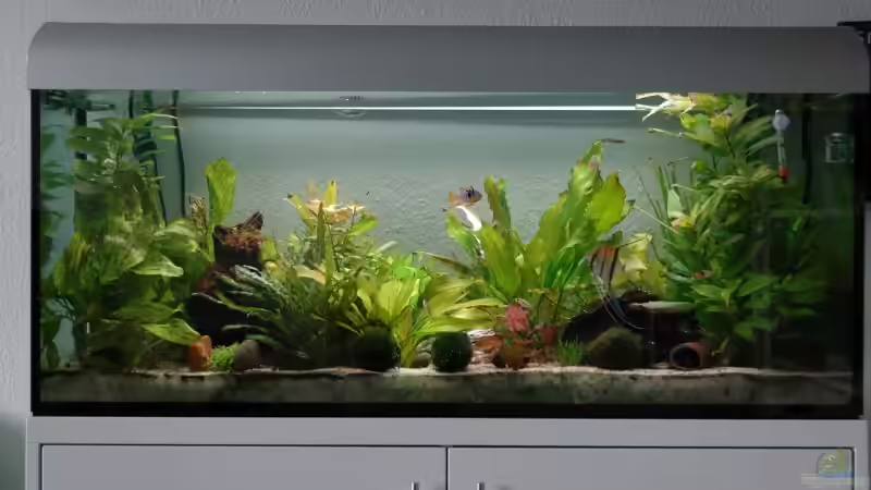 Aquarium Hauptansicht von Becken 7974 von Fabian (1)