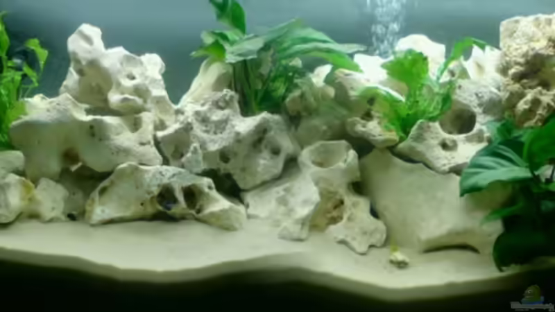 Aquarium Hauptansicht von Becken 7981