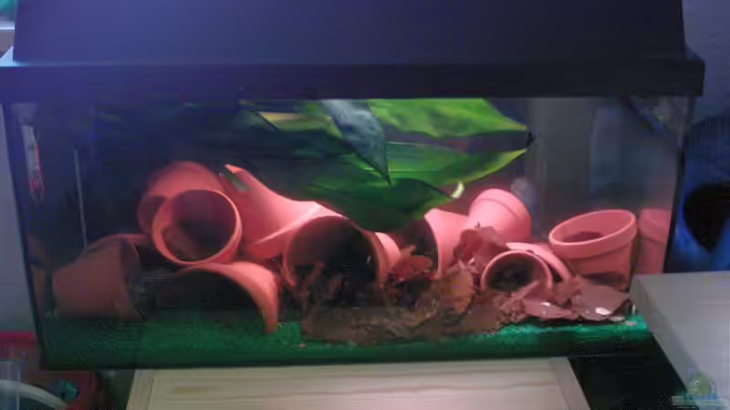 Aquarium Hauptansicht von Becken 7999