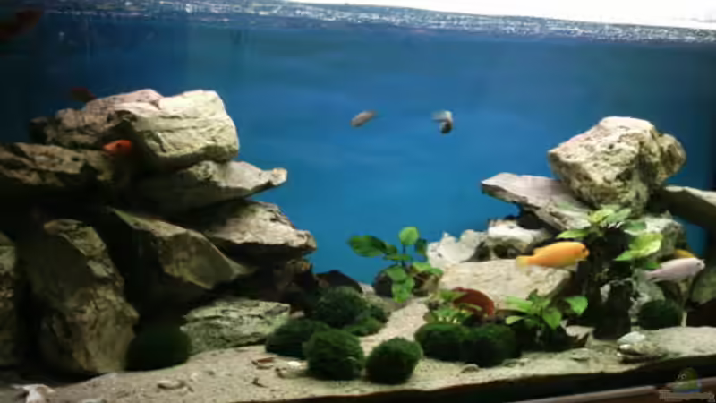 Aquarium Hauptansicht von Becken 800