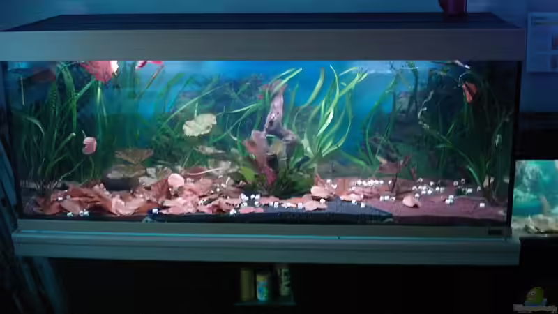 Aquarium Hauptansicht von Becken 8007 von Wirbellose-Arenth (1)