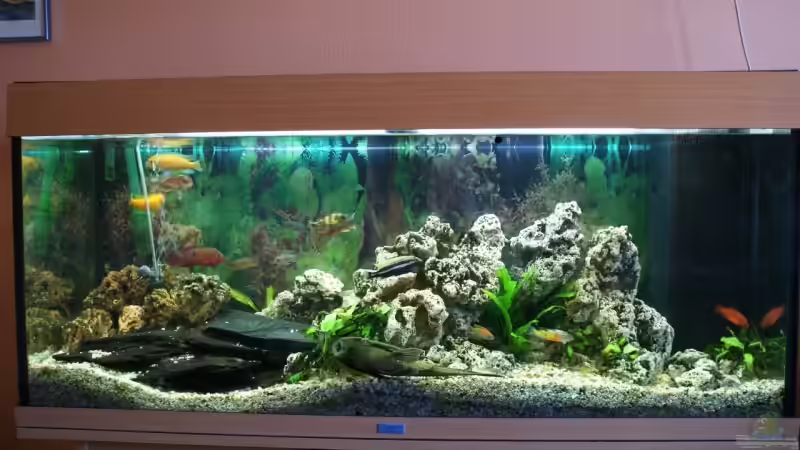 Aquarium Hauptansicht von Becken 8015 von mona (1)