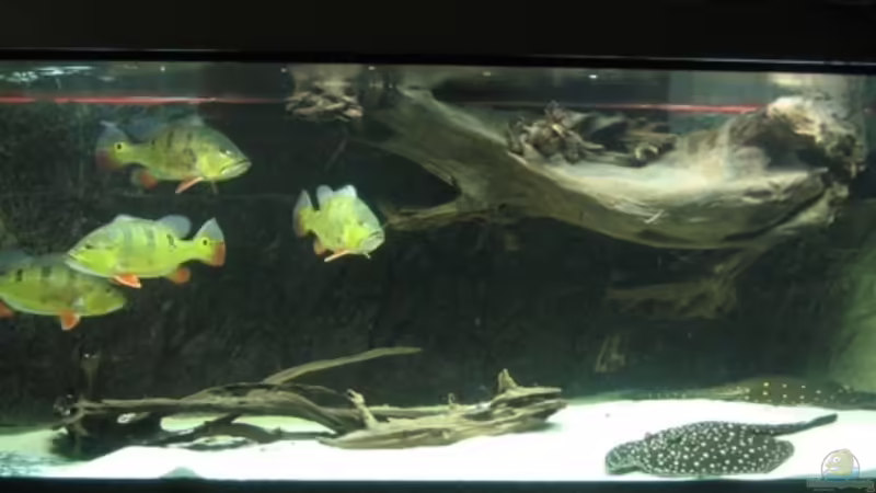 Aquarium Hauptansicht von Becken 8016 von Christian Höhne (1)