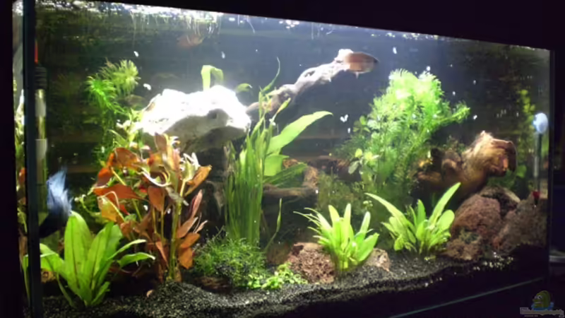 Aquarium Hauptansicht von Becken 8028