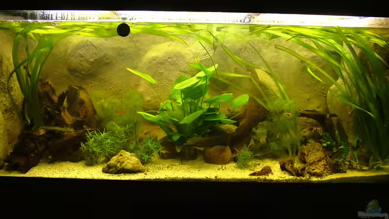 Aquarium Hauptansicht von Becken 8029 von Lothar Willeke (1)