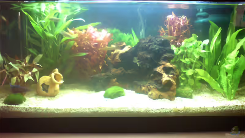 Aquarium Hauptansicht von Becken 8051