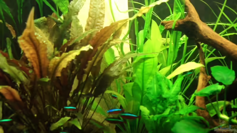 Aquarium Hauptansicht von Becken 8053 (nur noch als Beispiel) von Melanie (1)