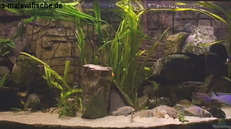 Aquarium Hauptansicht von Becken 806