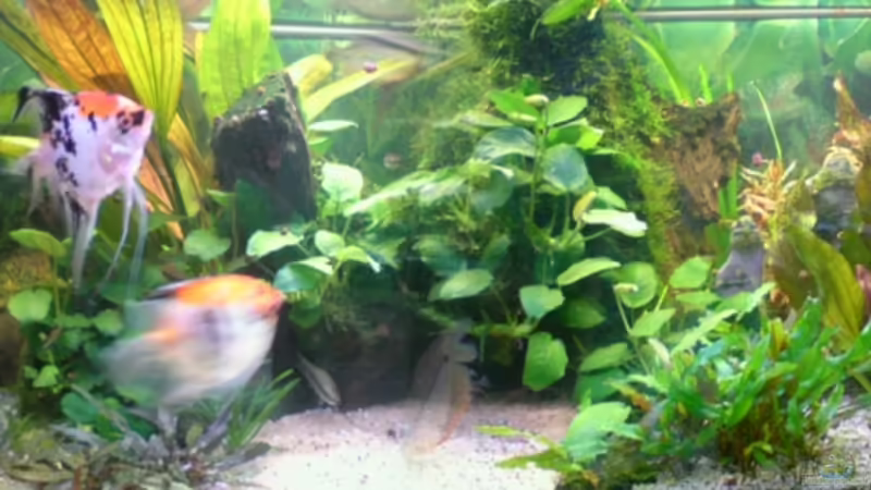 Aquarium Hauptansicht von Becken 8066