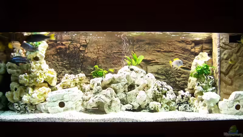 Aquarium Hauptansicht von Becken 8076 von Stefan Schulz (1)