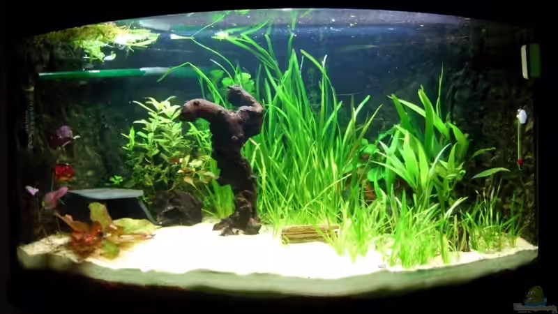 Aquarium Hauptansicht von Becken 8078