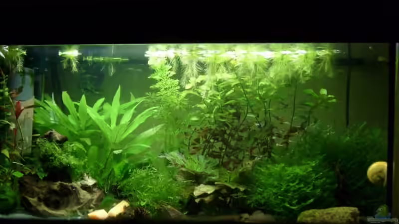 Aquarium Hauptansicht von Becken 8079