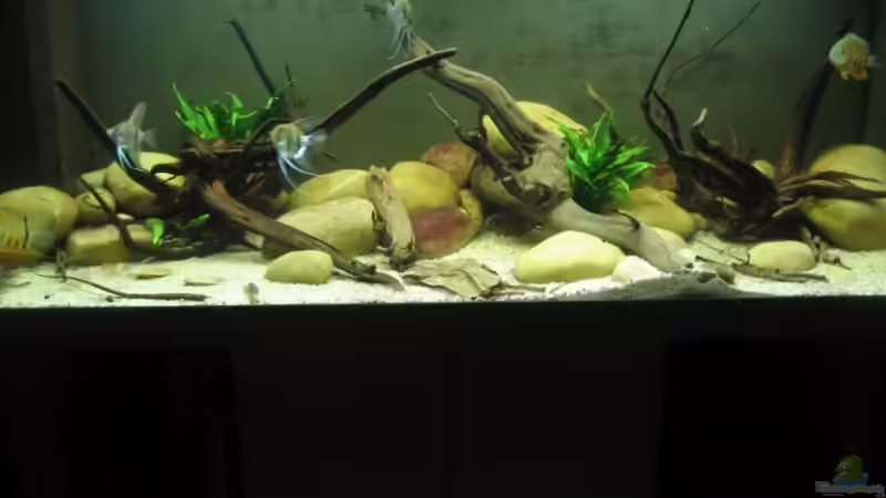 Aquarium Hauptansicht von Becken 8093