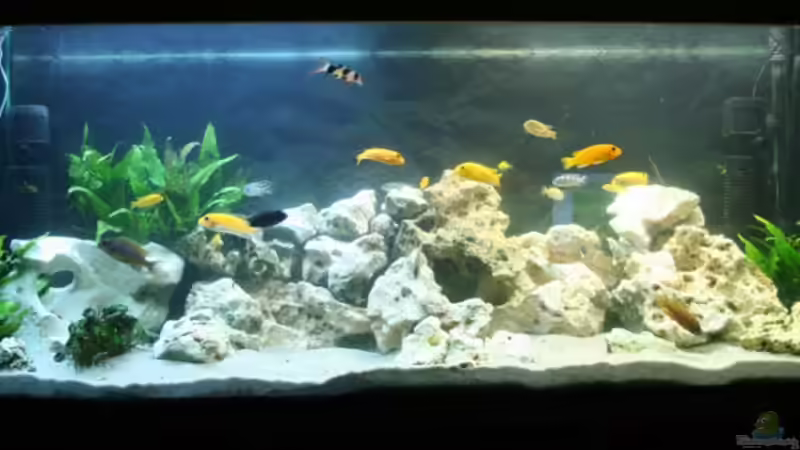 Aquarium Hauptansicht von Becken 8105 von BigDaddyyy (1)