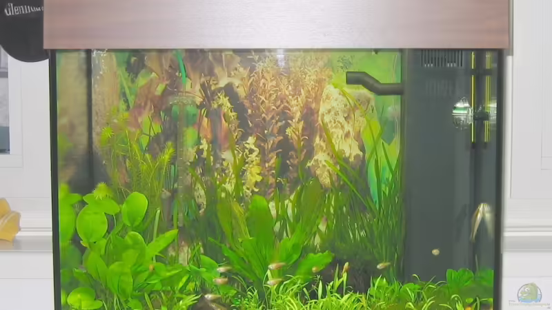 Aquarium Hauptansicht von Becken 8114 von Bikoffm