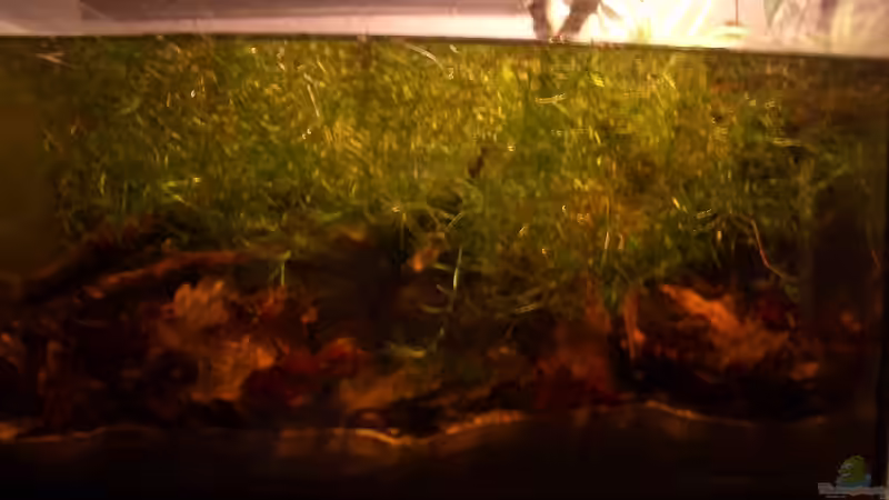 Aquarium Hauptansicht von Becken 8130