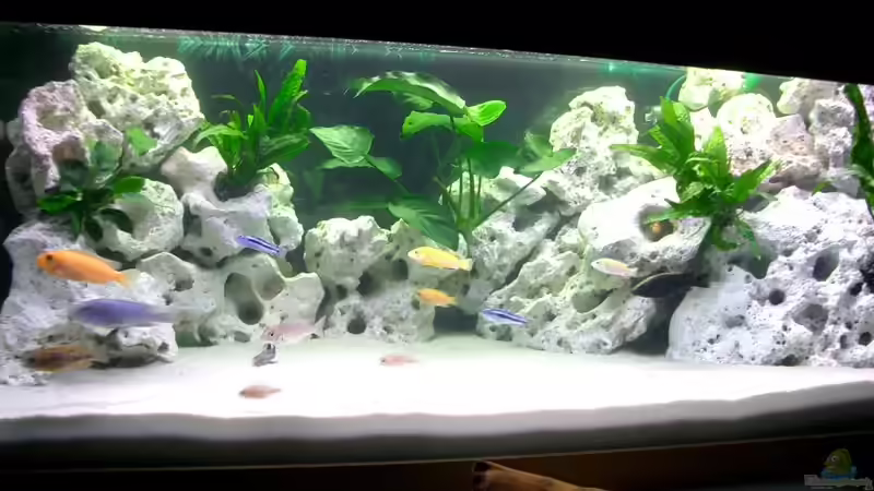 Aquarium Hauptansicht von Becken 815