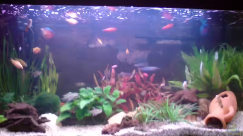 Aquarium Hauptansicht von Becken 8161 von Aquariumfreunde Rheine (1)